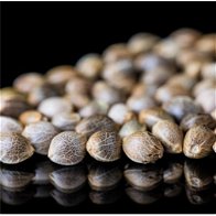 long view of a number of cannabis seeds