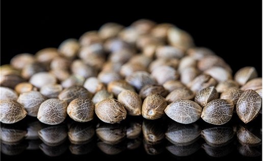 long view of a number of cannabis seeds