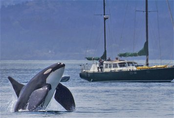 Killer whales attack boat