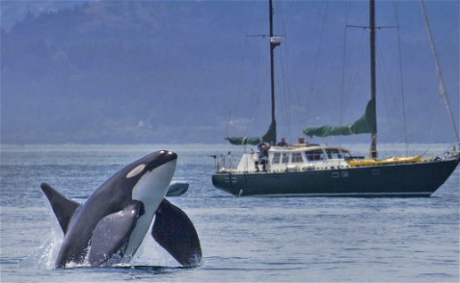 Killer whales attack boat