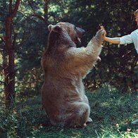 Bear vs. Man: Women’s unexpected preferences in forest survival.