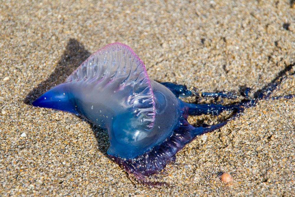 ¿España verá más medusas este verano?  « Noticias semanales del euro