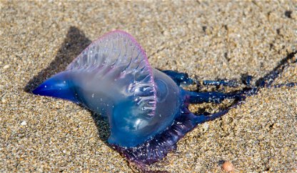 Are jellyfish on the increase?