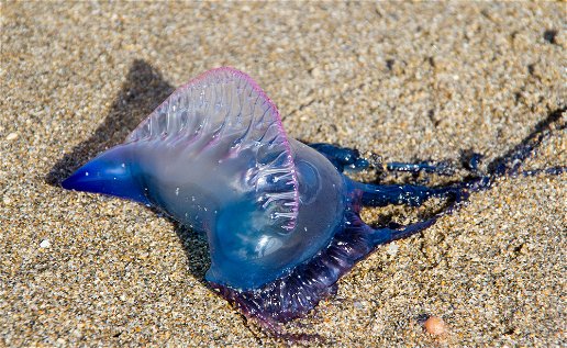 Are jellyfish on the increase?