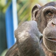 Helping chimpanzees with old mobile phones