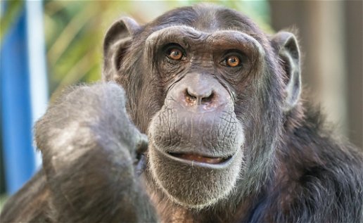 Helping chimpanzees with old mobile phones