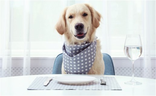 Lunch to help dog charity
