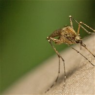 Malaria makes a comeback