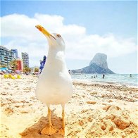 Calpe revamps beachside Tourist Info points for visitors.