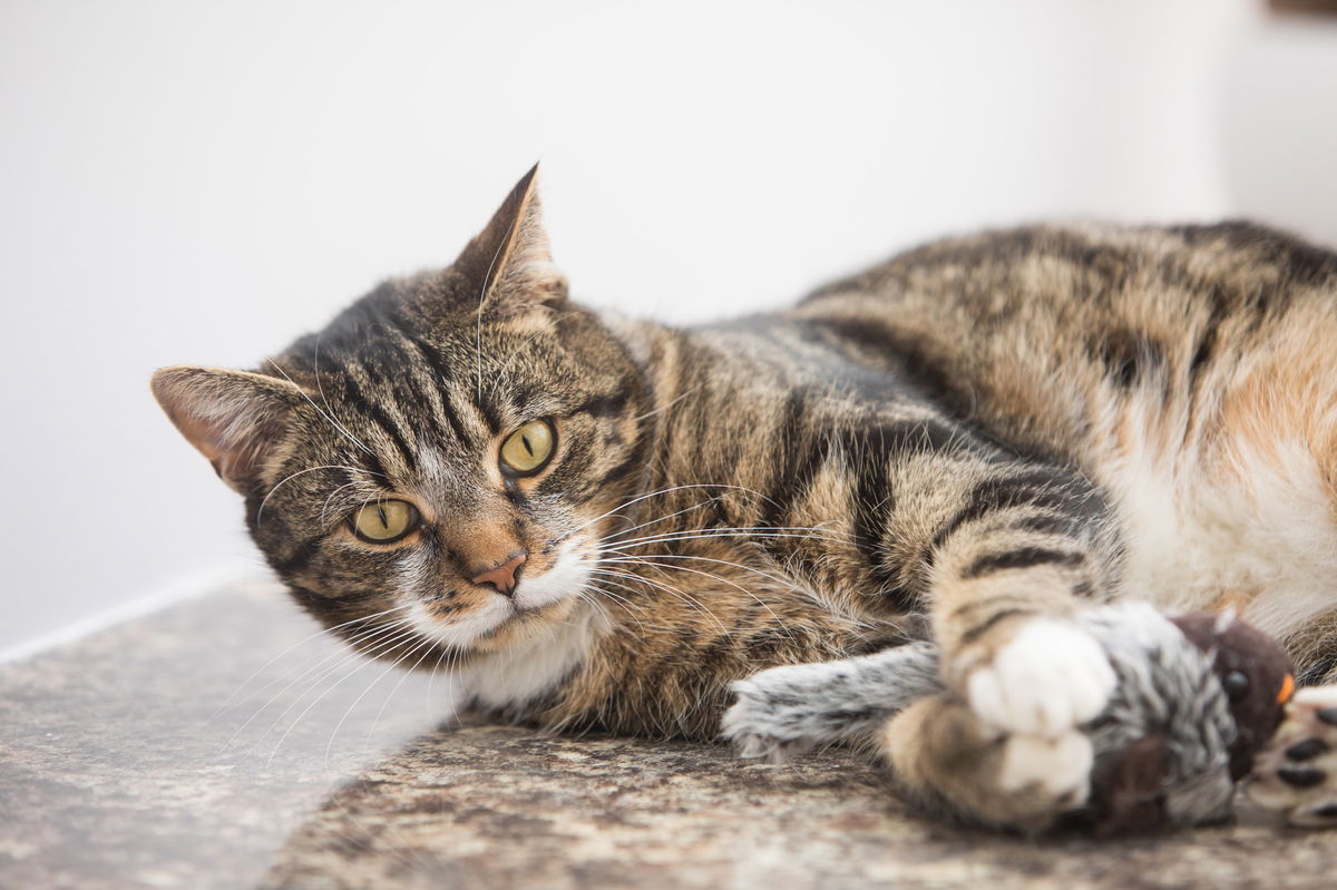 Financial assistance for pet owners « Euro Weekly News