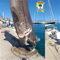 Giant of the deep: Rare Canabota Shark discovered in Altea.