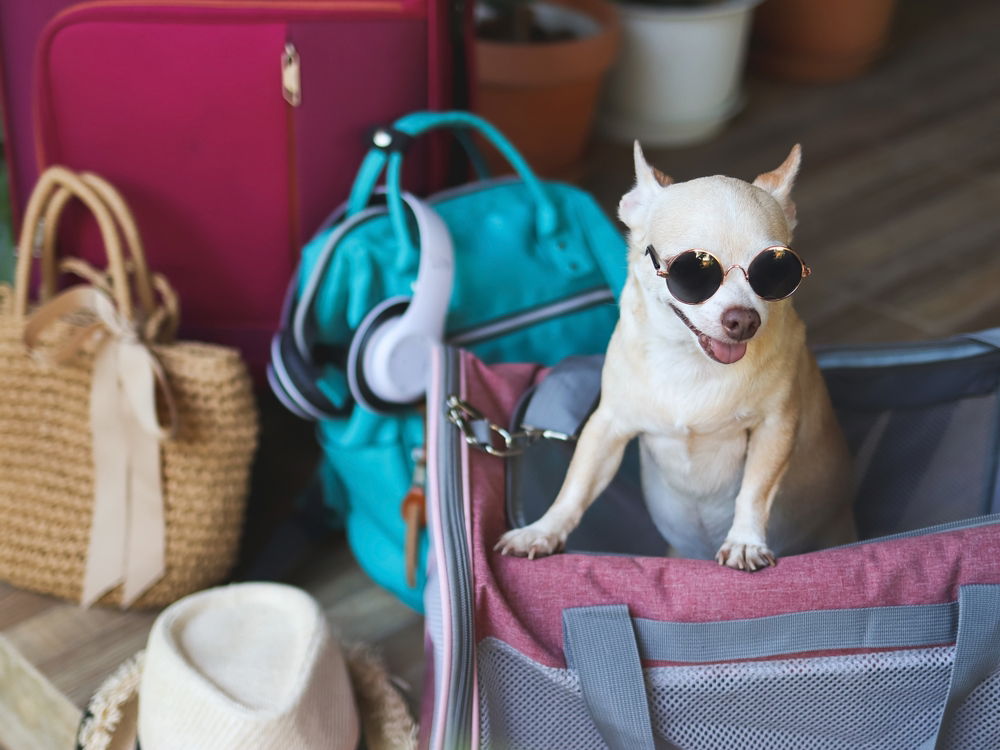 Hotels welcome pets « Euro Weekly News