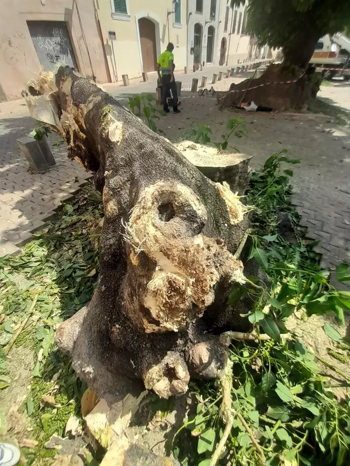 Tree felled after branch falls onto market square « Euro Weekly News