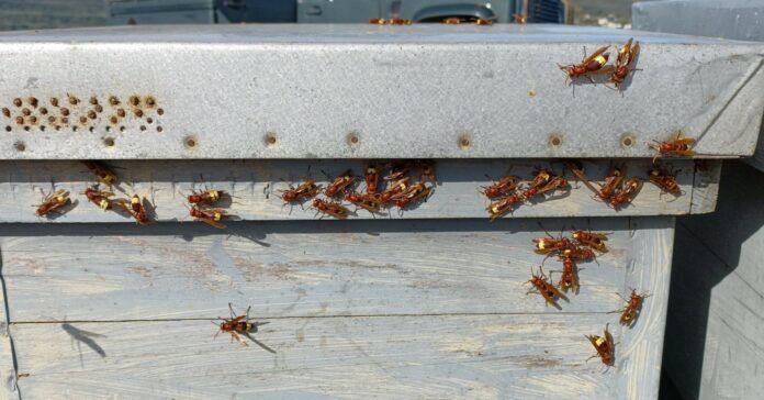 Oriental hornet poses serious threat to bees in Malaga « Euro Weekly News