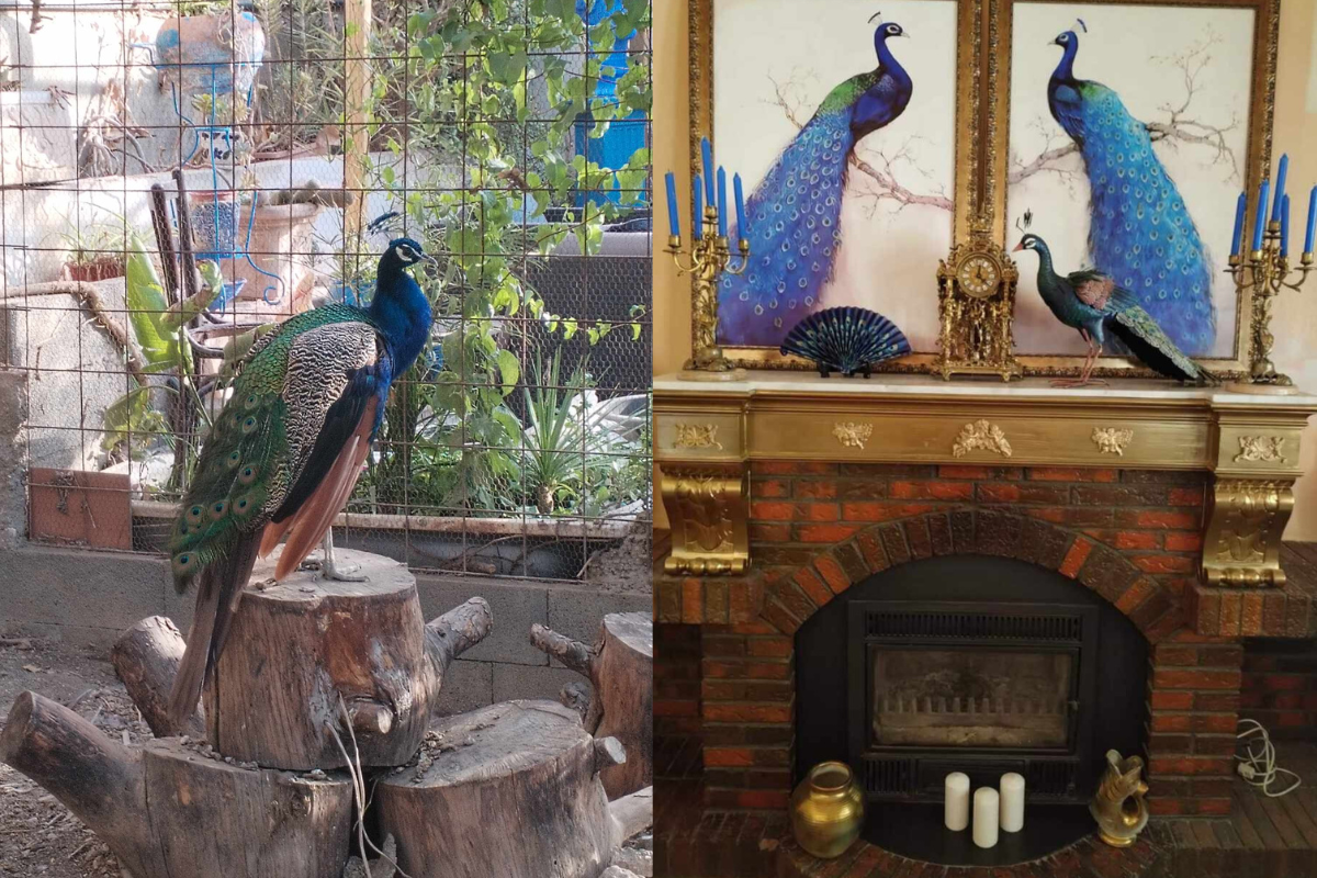 The Peacock Power Play and the Hispanic Market