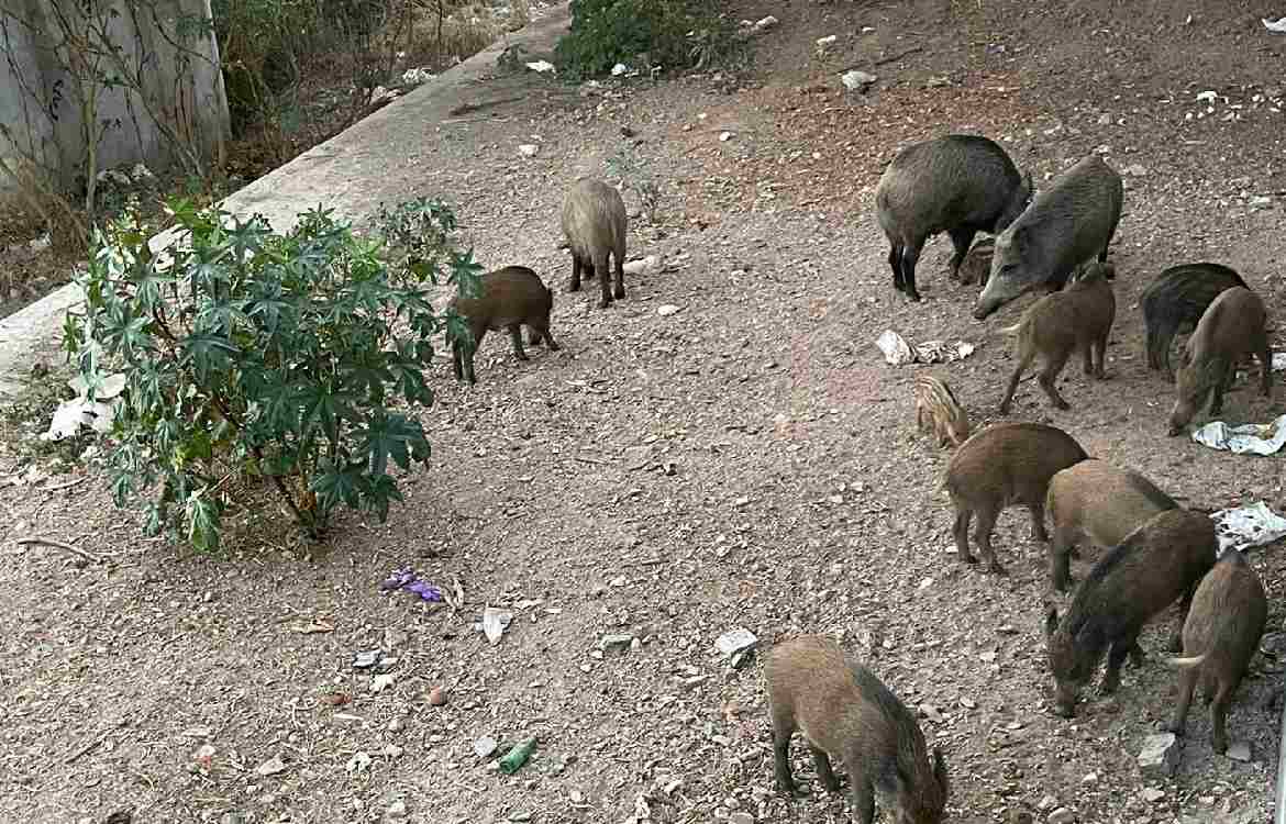 Pack Of Wild Boars Kill And Eat Pregnant Mare In Estepona Area