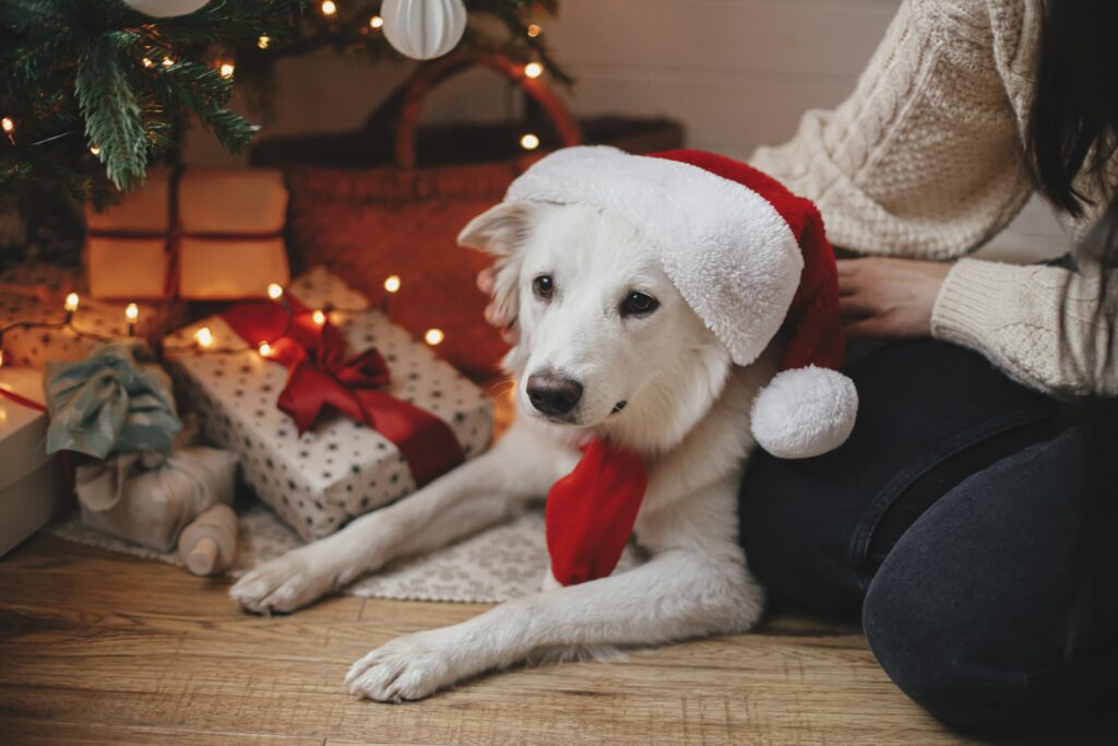 un lindo perro blanco con un gorro de Papá Noel junto a regalos de Navidad Euro Weekly News