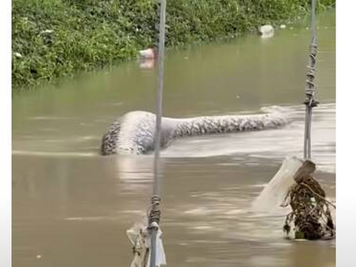 Six-metre python snake terrifies onlookers as it swims through flooded streets