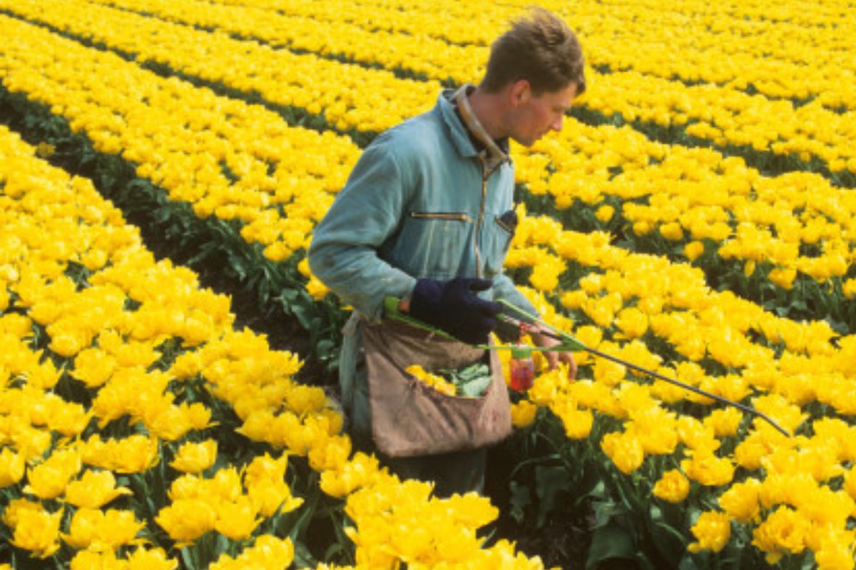 Poison Petals? The Valentine’s Day gift no one wants
