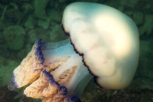 Barrel Jellyfish are found in Spain