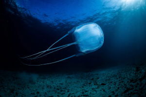 Box Jellyfish can be found in Spain