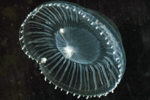 Crystal Jellyfish are found in Spain