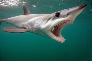 Shortfin Mako Shark