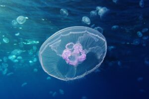 Moon Jellyfish are found in Spain
