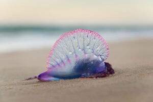 Portuguese man o’ war that is found in Spain