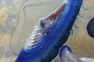 Purple Sailor Jellyfish are found in Spain