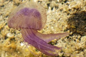 Mauve Stinger is a jellyfish found in Spain