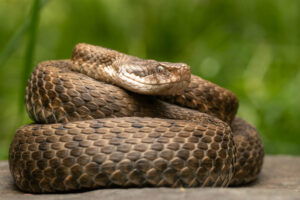 Imposing and beautiful pyrenean aspis vibora on a stone. 