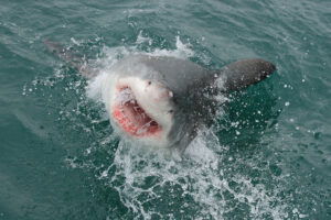 great white shark attacking from below