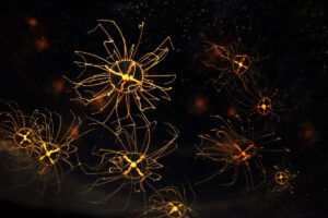 Orange striped jellyfish are found in Spain