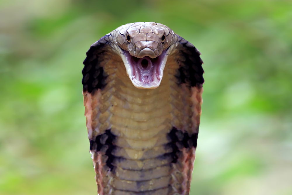 A King Cobra | Photo: Kurit Afshen / Shutterstock