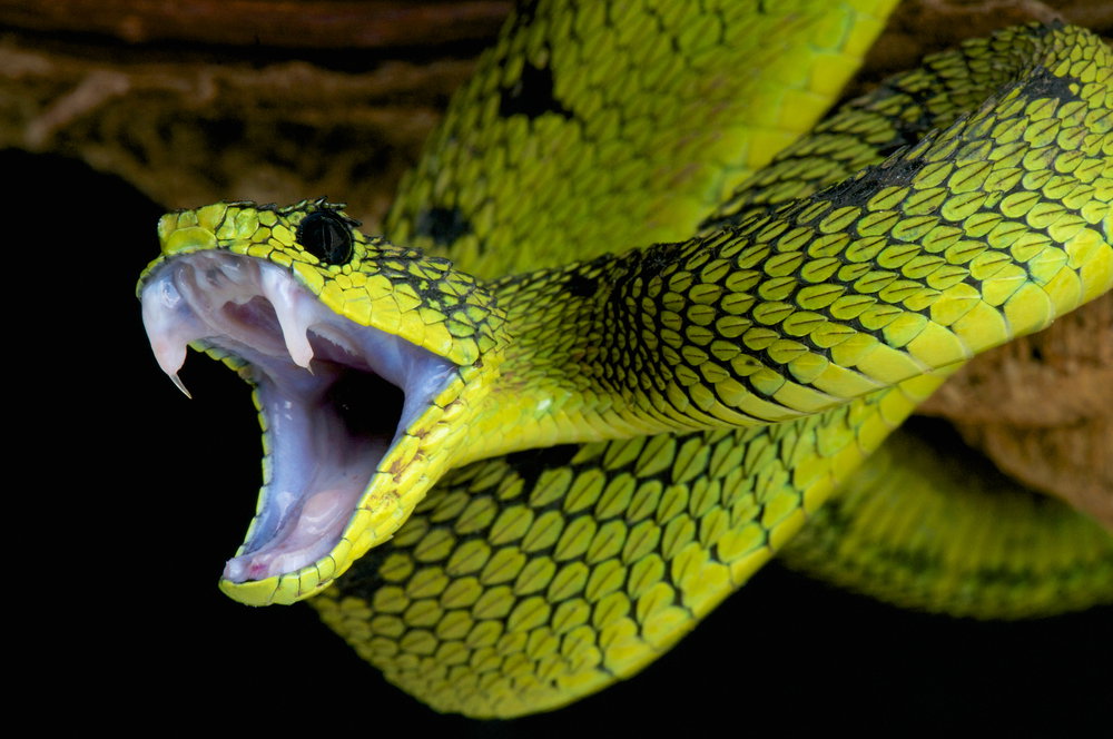 Una víbora mortal. ¿En realidad? Sus bocados pueden ser letales | Foto: Reptiles4All / Shutterstock
