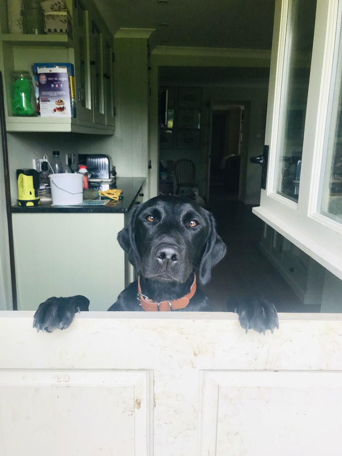 Delphi loves her dog-sitters « Euro Weekly News
