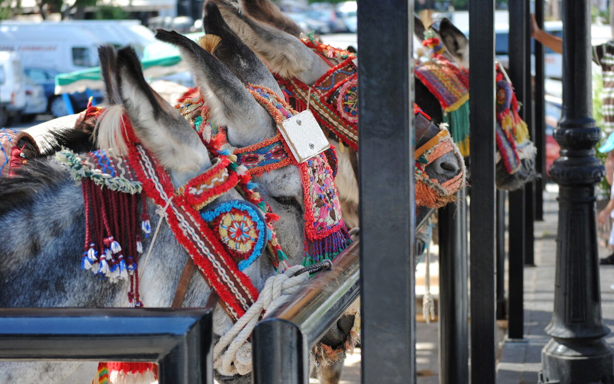Is Mijas council going to retire the donkeys?
