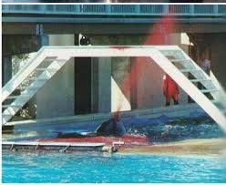 Corky death at SeaWorld
