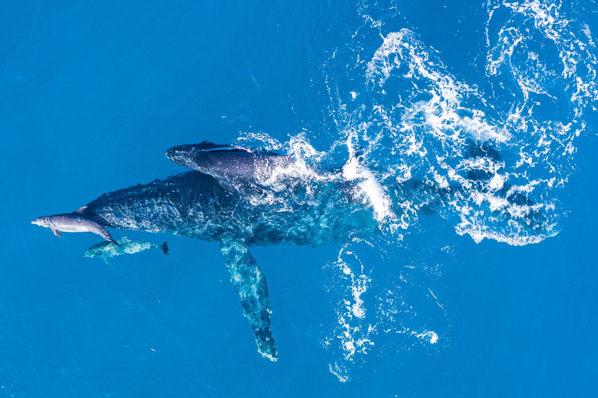 Global summit urges action on ocean emergency
