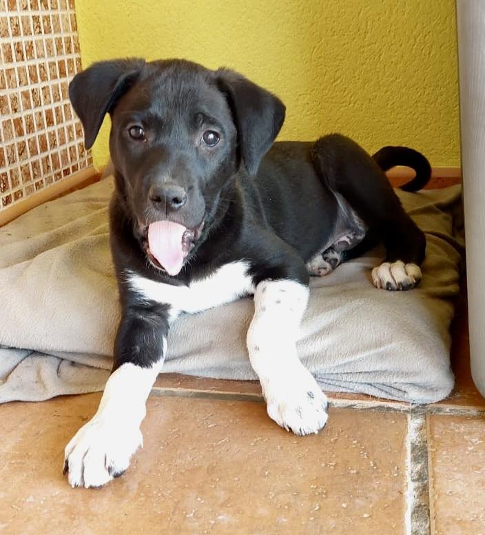 AAdog Rescue Spain Almeria Euro Weekly News