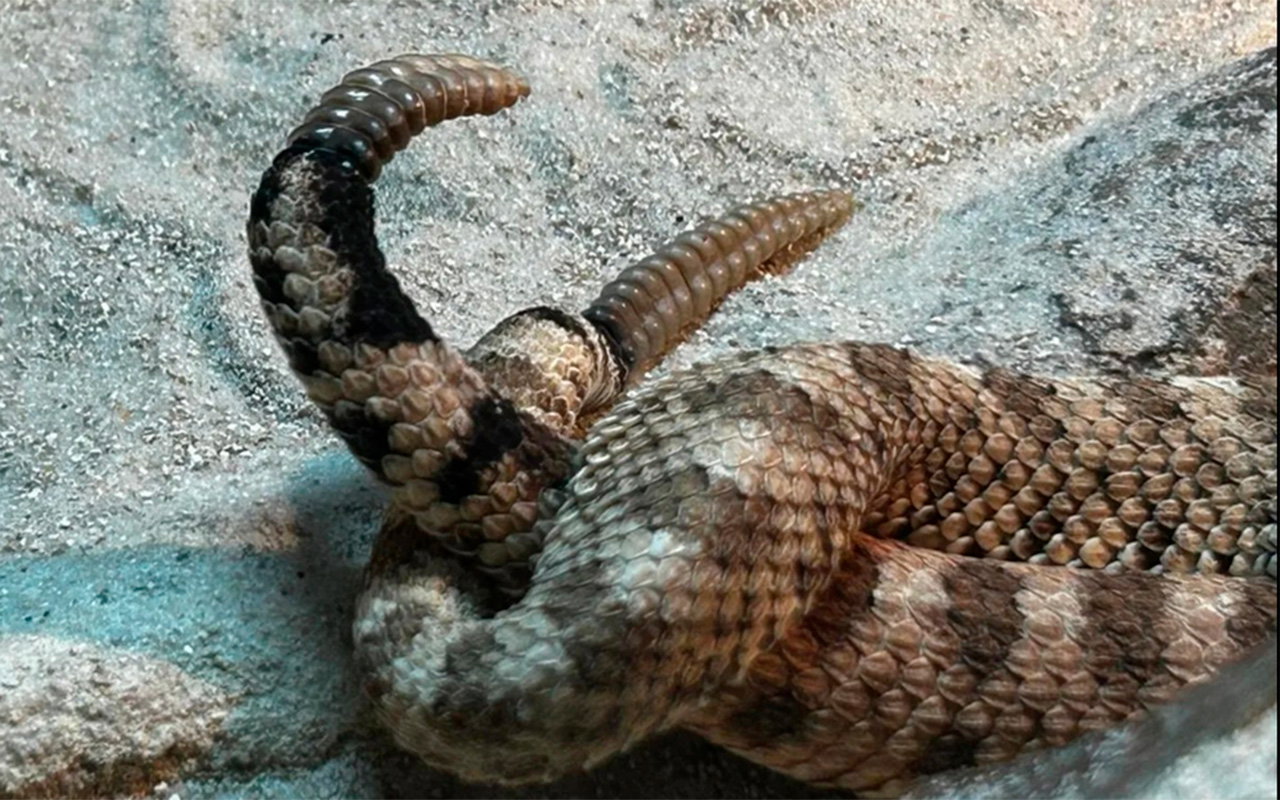 Seven baby rattlesnakes born in Benidorm wildlife park