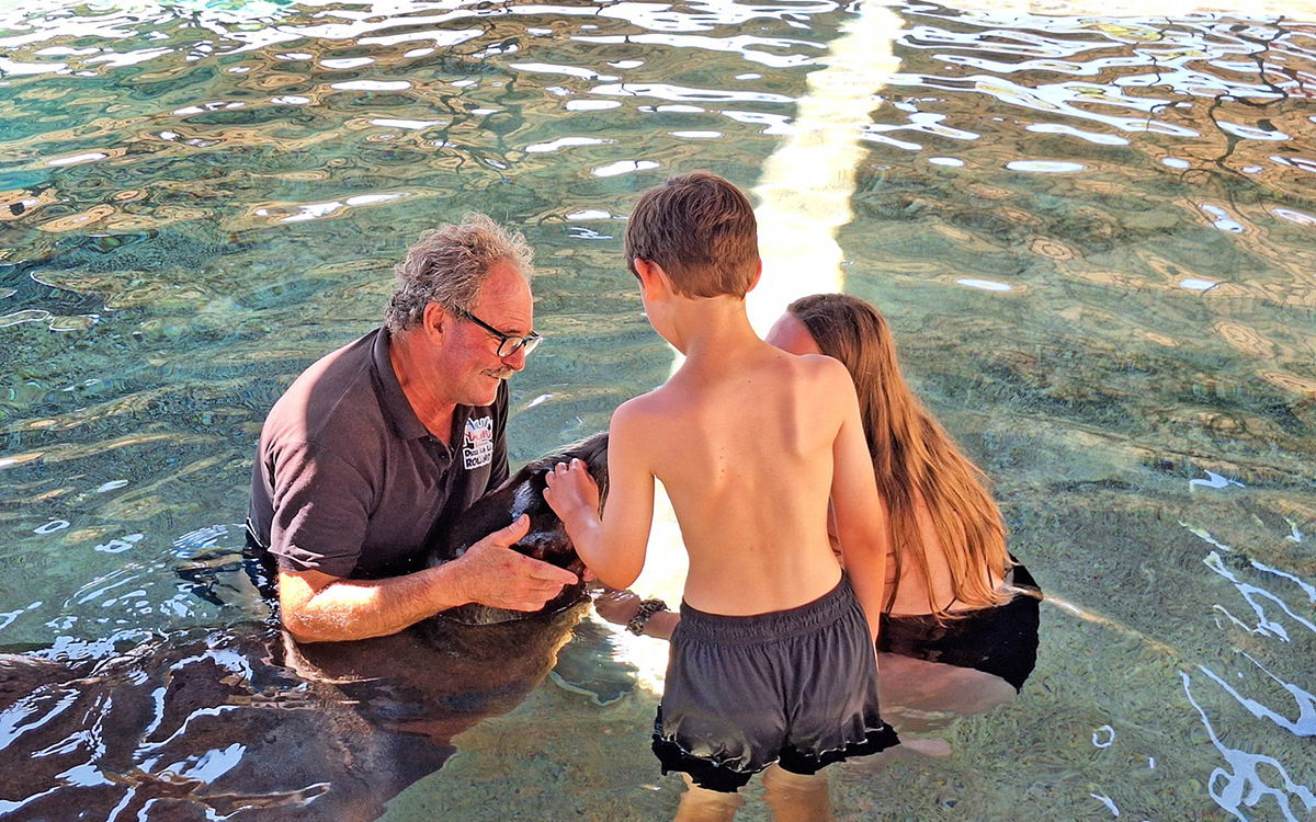 Sea lions take part in therapeutic programme for young people at risk of exclusion