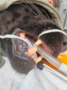 The jaguar, named Grecia, underwent a guidelines canal to dainty a fractured little canine pinch pulp exposure