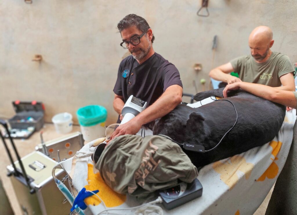 The jaguar, named Grecia, underwent a guidelines canal to dainty a fractured little canine pinch pulp exposure