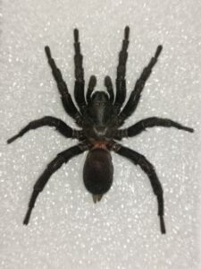 amblyocarenum walckenaeri (Wafer trapdoor spider)