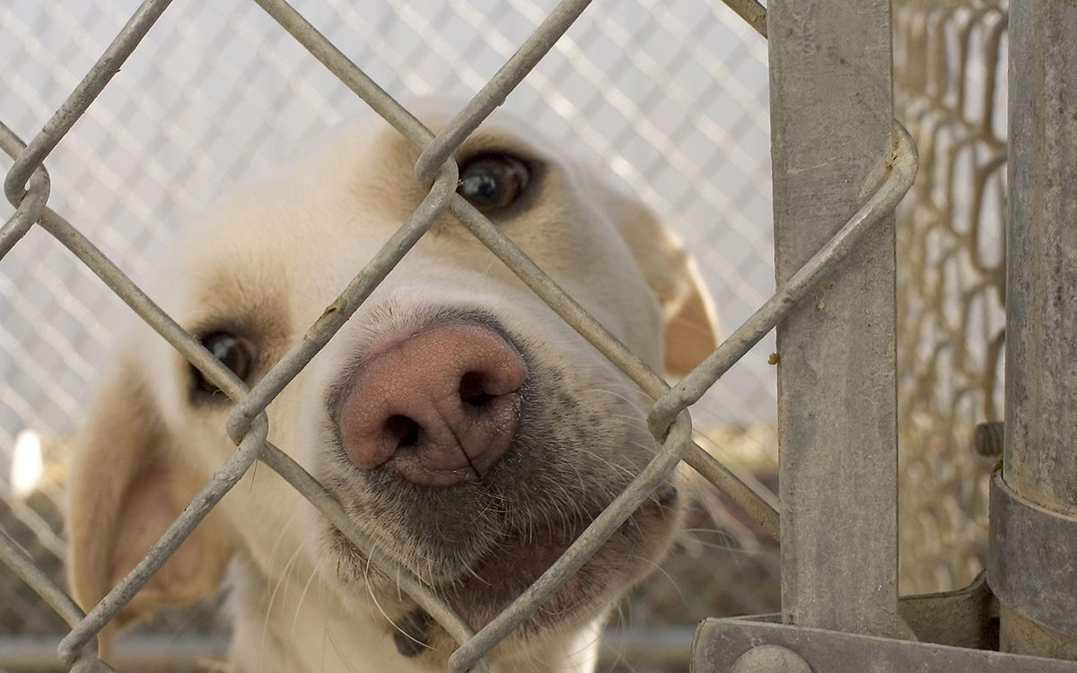 €1,150,000 grants aim for ‘zero abandonment’ of pets in the Valencian Community