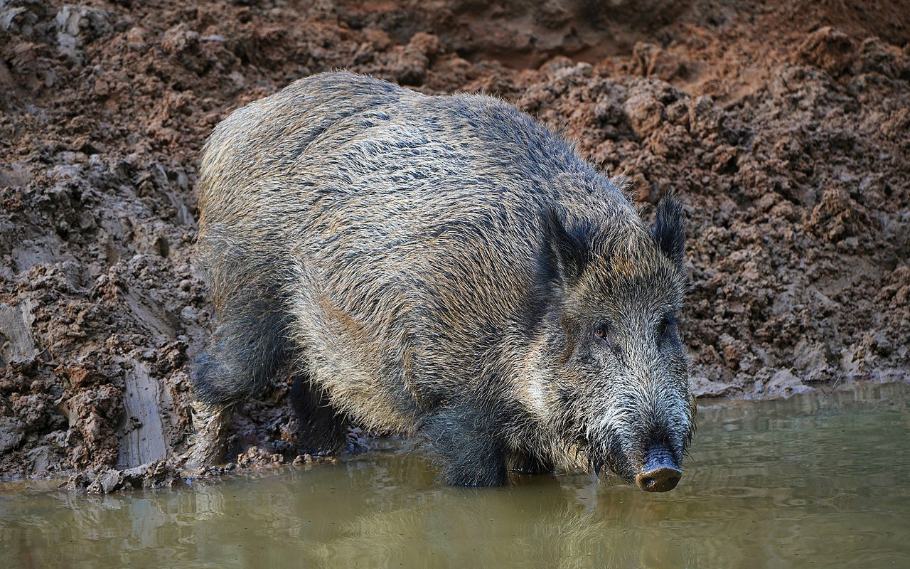 Boar control campaign shows results in El Verger and Els Poblets