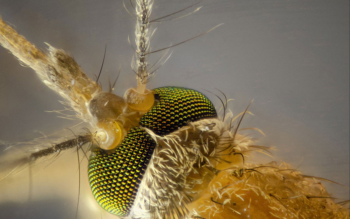 Are you a mosquito magnet? Here’s why