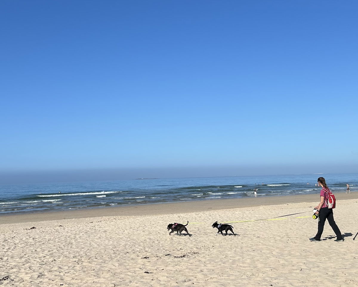 Need a dogsitter who’ll walk your dogs? « Euro Weekly News
